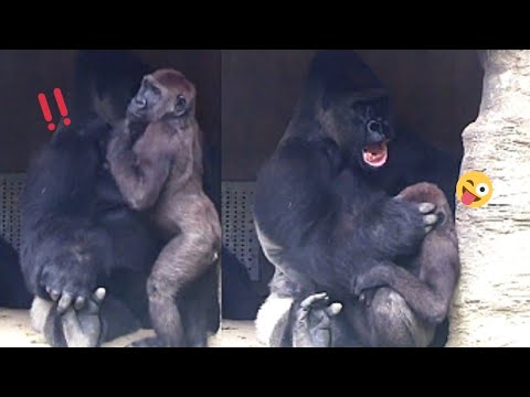 Jabali loves playing with his dad, and D'jeeco grabbed him playfully🤪😆呷百二愛跟爸爸玩，迪亞哥抓他