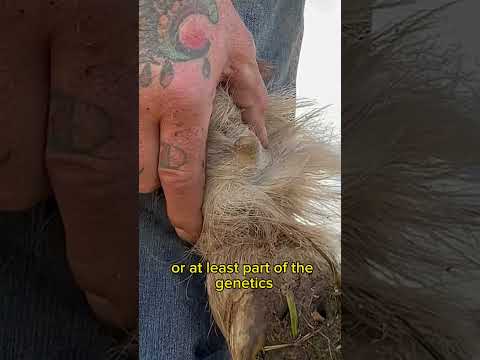 Hoof trim ergot #farrier #horsefarrier #equestrian #asmr  #satisfying  #oddly #horse #horses #equine