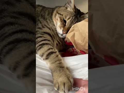 INILAH SISI RAHASIA KUCING YANG BELUM BANYAK DIKETAHUI ORANG