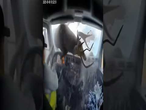 Dash Cam Catches Crazy Deer Collision 💥