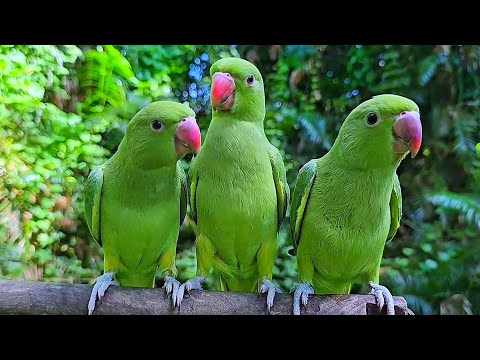 Parrot Chirping Voice