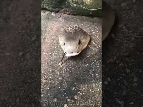 The last moments of snake are also Dangerous 😱🥺#shorts#snake