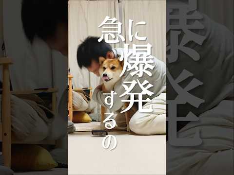 なぁぜなぁぜ?をやってみた柴犬こむぎ