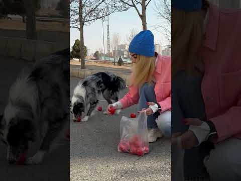 اگه قشنگ بود لا.یکو کاا.منت یادت نره pets #puppy #dog #doglover #سگ