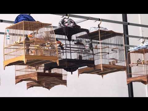 Cf lông mới 3 mùa nét như sony lồng thái mun đen giá công khai 4₫ cho ae vô lửa cf hay thi thố ❤️