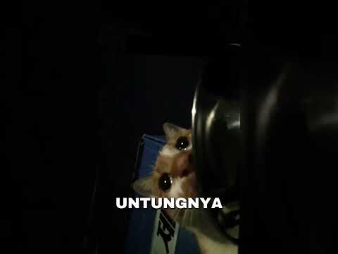 terharu kucing ini menangis karena tidak makan berhari-hari! #shortfeed#feed#short#shorts#kucing