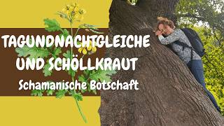 Tagundnachtgleiche und Schöllkraut, schamanische Botschaft März