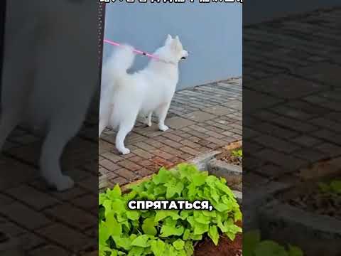 Реакция пса на хозяина, которого долго не было
