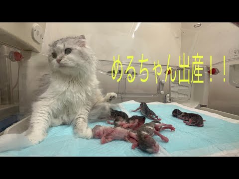 猫の動画サムネイル - めるちゃん出産！！【スコティッシュフォールド】