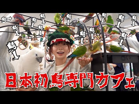 【日本初鳥専門カフェ】入った瞬間鳥だらけの『鳥のいるカフェ』がやばすぎる...