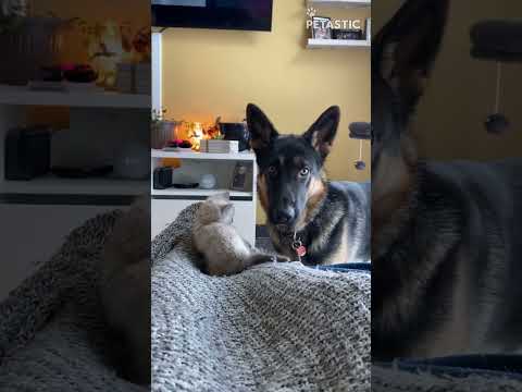 German Shepherd Befriends Kitten On Her First Day Home || PETASTIC 🐾