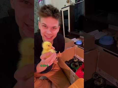 Удивительная история Курицы Мать Терезы 🐣на ферме 👨‍🌾