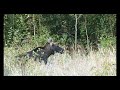 Understanding Bán Concepts in Video