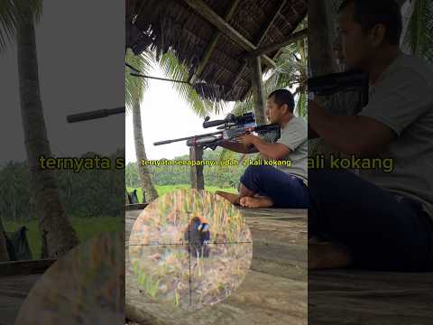 Mandar batu#birds @ sniperTJS