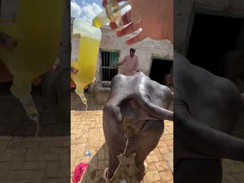 Intrauterine medicine #newmusic #punjabisong #song #cow #veterinarypharmacist #vetdrafaqrana