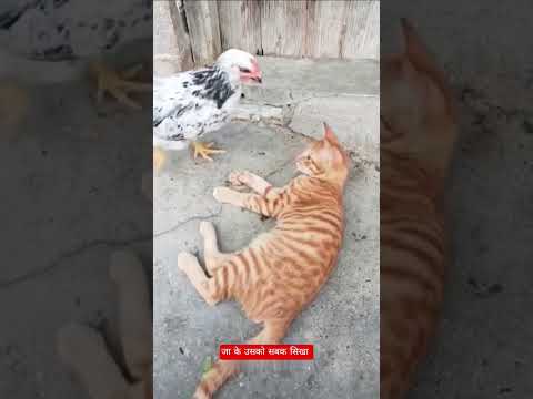 जा के उसको सबक सिखा 😺#funny #cartton #catmemes #comedy #shorts #animals #catvideos #catcomedy #cats