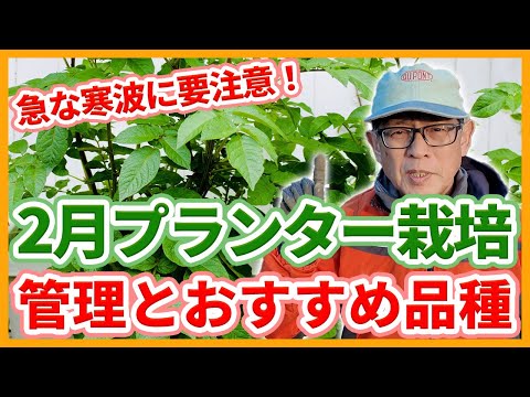 家庭菜園やベランダ栽培で春目前！2月プランター栽培おすすめ品種と栽培管理！【農家直伝】