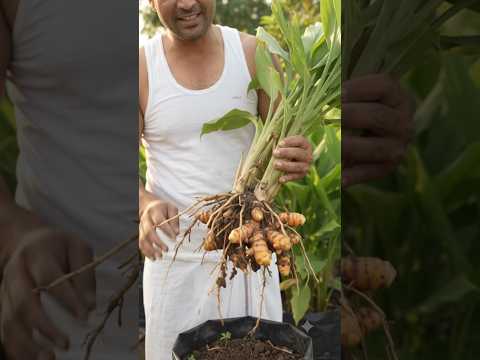 How to Grow Turmeric at Home🌿 | Haldi Plant <strong>Farming</strong>#Shorts#<strong>farming</strong>#fyp#garden#ytshorts @storyzilabux