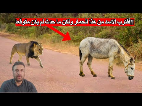 أقترب الاسد من هذا الحمار ولكن ما حدث لم يكن متوقعا!!