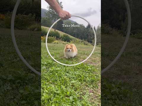 Need i say more?🫢😍 #dog #pomeranian #shorts