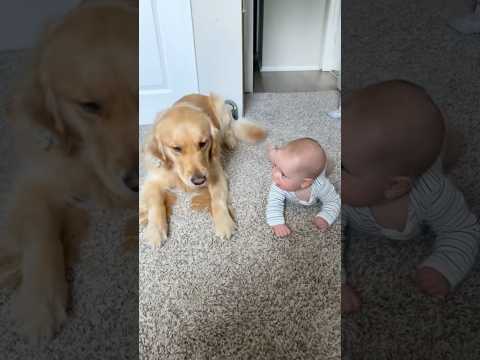 Dog and baby grow up together #baby #dog #pets #love