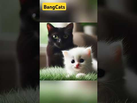 The White Kitten's Kindness and the Black Cat's Redemption