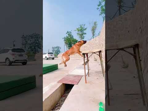 Malinois High-difficulty moves Professional moves please do not imitate Thor Trust is priceless