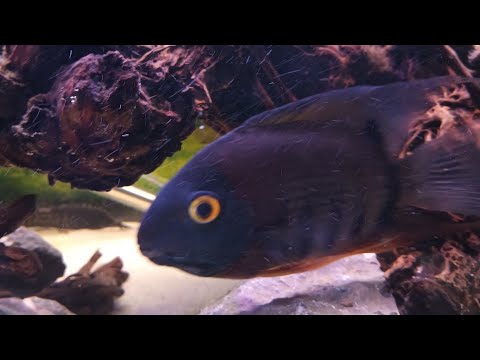 Severum Fish_ The Ultimate Care Guide In this video we will find out about Severum Cichlid. If you have any questions please leave it in t