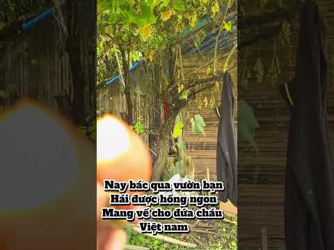 Ăn cỗ bên cồn không quên mang quà về cho cháu gái việt nam