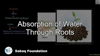 Absorption of Water Through Roots