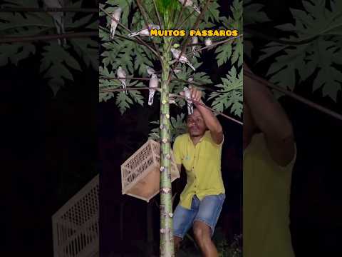 Peguei muitos pássaros #natureza #sobrevivência #caça #selva #pássaros #juritis
