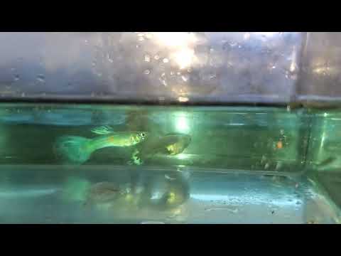 Purple Haze Guppies Not exactly sure what they are.  Purple Haze is a breeder's name.  This video was taken just out of 