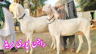 راجن پوری گبن تیار بکریاں خریدیں جلدی رابطہ کریں صرف بسم الله گوٹ فارم