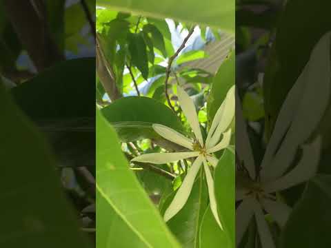 beautiful day With Champa flowers #flower #sorts #youtubeshorts