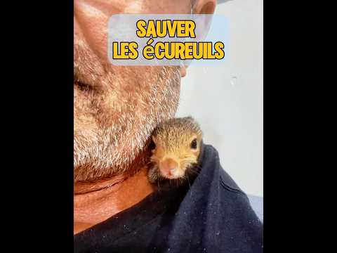 Avez-vous déjà vu un écureuil donner naissance ? #animal #animaux #animisme