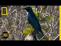 Animal Behavior and Characteristics Assessment