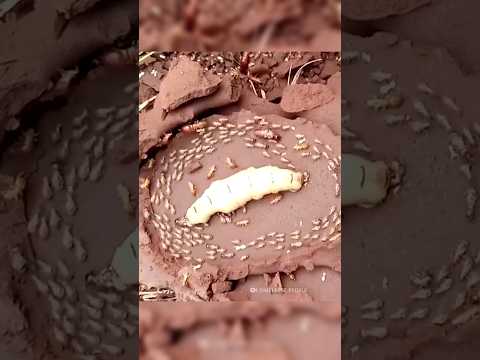 Why termite lick their queen to death??