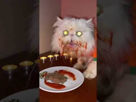 что ест Лёша? #cat #animals #catlover #залити #котики #моякошка #кот