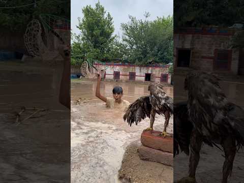Big Eagle Mini zoo May Aa Gayaa