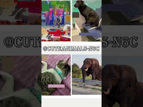 cute animals funny video trending shorts 🥰 #funnycomedyshort #cuteanimalsfunnyvideos #funnycomedy