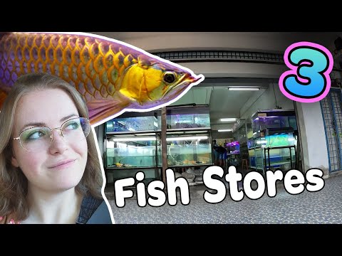 Let's see 3 Fish Stores in ✨Malaysia✨ Let's visit and tour three different aquarium fish stores in Malaysia. Each store has a unique vibe.