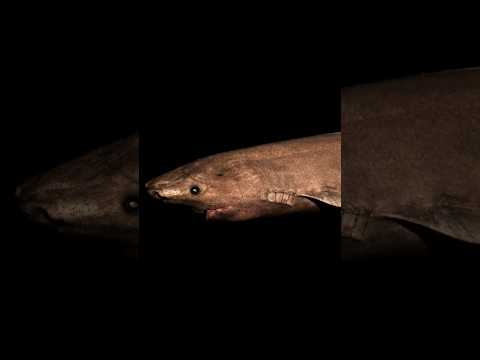 TOP 6 ANIMAIS IMORTAIS