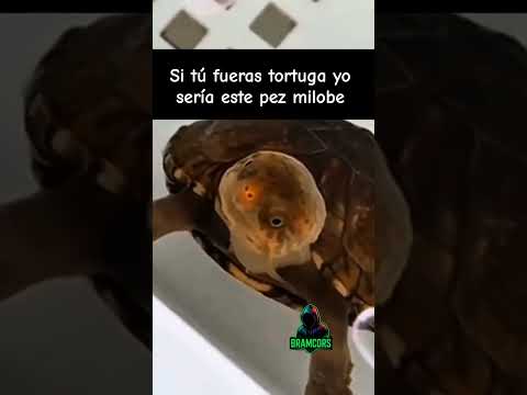 19 de febrero de 2026