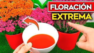 TODA Planta FLORECE y CRECE con este ABONO CASERO FÁCIL | Abonos Caseros para Plantas y Huerto