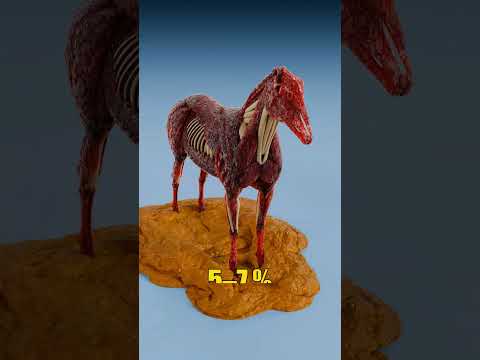 Human Fat vs Horse Fat
