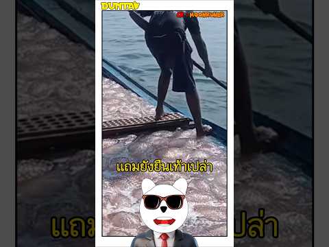 ทําไมเเมงกะพรุนไม่ยอมต่อยขา