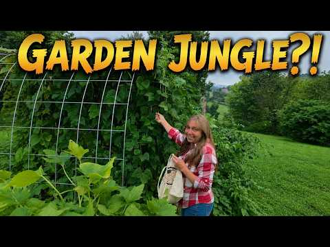 Garden Jungle WHAT HAPPENED!? The Hillbilly Kitchen #garden #grow #update #summer #farming #faith