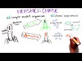 Exploring the Hershey-Chase Experiment and DNA Discovery