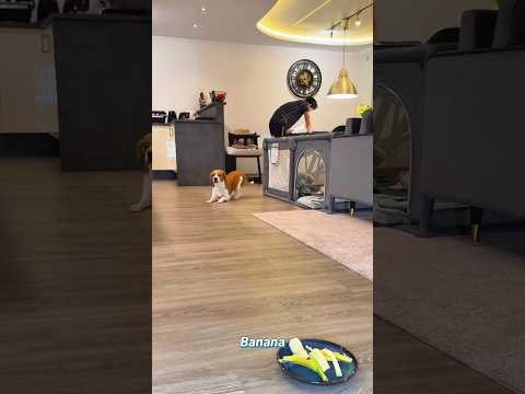मालिक ने Dog को समझाया की ऐसा नहीं करना चाहिए ❤👍