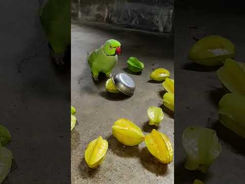 angry 😡 parrot reaction 👿 #petbird #funny #talkingparot #angryparrot #shortvideo #viralshort #reels